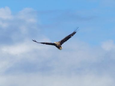 A bird flying in the sky with clouds in the background at Ardlarach Lodge Cullipool Isle Of Luing