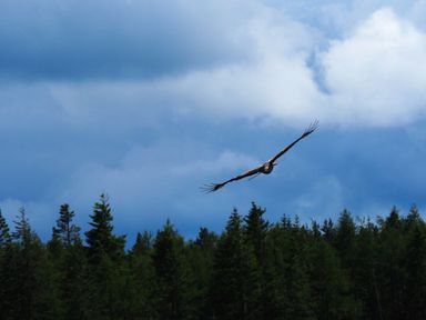 A bird flying above a forest with a cloudy blue sky in the background at Skylarks in Ferintosh near to Dingwall
