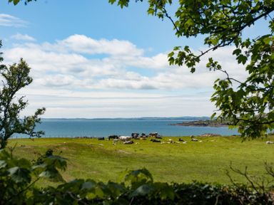 A field with cows near water framed by trees at Beltie Lodge in Borgue