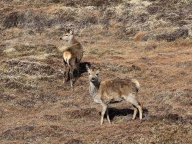 Two deer standing on dry grassland with brown and beige vegetation