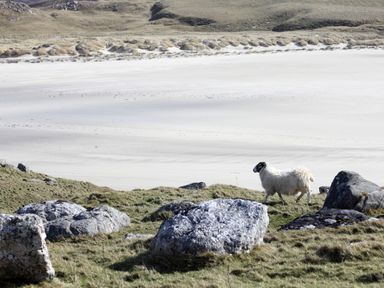 A sheep walking on grassy land with rocks near a sandy beach at Eagle Lodge in Uig near Stornoway