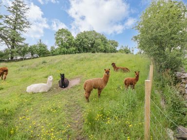 A grassy field with six alpacas near a fence and trees at Cartron Cottage in Ballintubber County Mayo