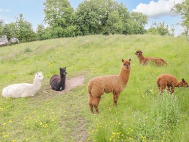 Five alpacas in a grassy field with trees and a blue sky at Cartron Cottage in Ballintubber County Mayo