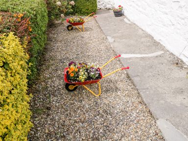 Two red wheelbarrows with flowers on a gravel path next to green bushes and a white stone wall at Cartron Cottage Ballintubber County Mayo