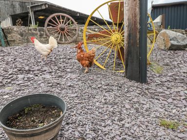Two chickens standing on slate chippings near old wooden and yellow metal wagon wheels at Pant Teg Farm in Carmarthen