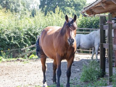 A brown horse standing in an outdoor enclosure with a white horse in the background at Steel Works Farm in Gorsley