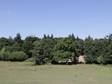 A grassy field with scattered small plants and a background of dense trees under a clear blue sky at Steel Works Farm in Gorsley
