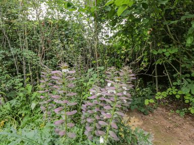 A garden area with tall plants with purple and white flowers surrounded by green leafy vegetation at White Roses in Whitchurch near Monmouth