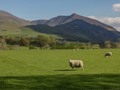A green grassy field with sheep and trees with hills and mountains in the background at The Residence in Cleator
