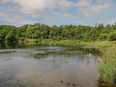 A lake with ducks and swans surrounded by trees and grass at The Residence in Cleator