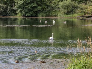 A pond with swans and ducks surrounded by trees and grass at The Residence in Cleator