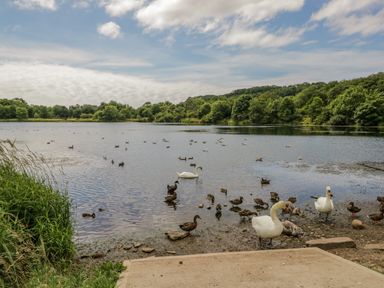 A lake with ducks and swans near the shore surrounded by trees and greenery at The Residence in Cleator