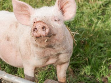 A pig standing on grass close to a metal fence at Top Lodge in Llanvair-Discoed near Penhow