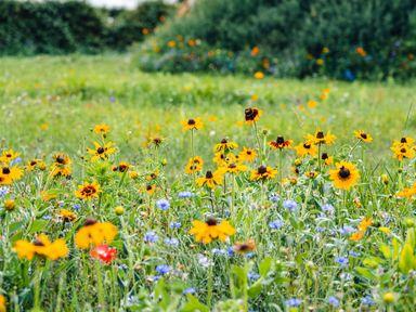 A field with yellow and blue wildflowers in a grassy area at Veiko - Mayflower Meadow in Burshill near Brandesburton