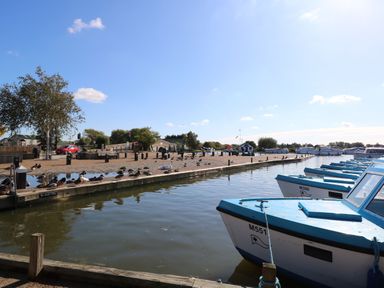 A marina with blue and white boats docked on the right and ducks resting on a wooden dock with trees and parked cars in the background at Willow Lodge in Potter Heigham