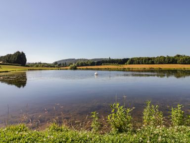 A pond with a swan in the middle surrounded by fields and trees at Ailsa Craig in Hillhampton Great Witley