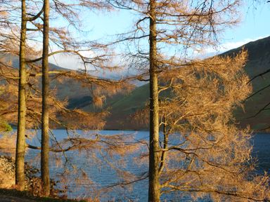 Trees with sparse leaves near a lake with hills in the background at Beech in Ulverston