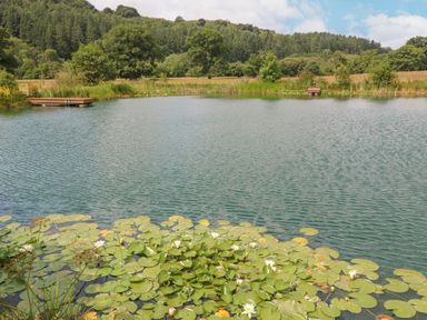 A pond with lily pads and white flowers surrounded by trees and grassy banks at Tan Yr Allt in Dolanog near Meifod Powys