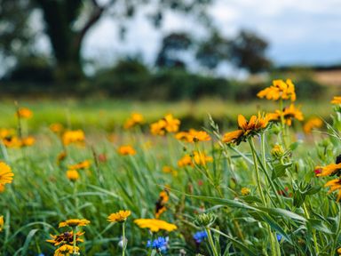 A field with yellow and blue wildflowers and green grass with trees in the background at Andrus - Mayflower Meadow in Brandesburton