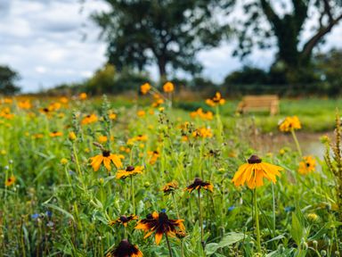 A field of yellow and orange flowers with a wooden bench and trees in the background at Andrus - Mayflower Meadow in Brandesburton