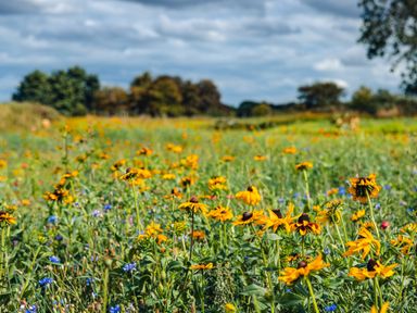 A field of yellow and blue wildflowers with trees in the background under a cloudy sky at Indrek - Mayflower Meadow in Brandesburton
