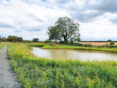 A gravel path next to a pond surrounded by grass and wildflowers with trees and fields in the background at Indrek - Mayflower Meadow in Brandesburton