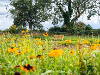 A wooden bench near a pond surrounded by wildflowers and trees at Indrek - Mayflower Meadow in Brandesburton