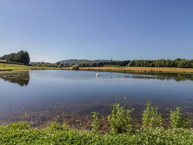 A pond with a single swan in the center with fields and trees in the background at Tamina Hillhampton Great Witley
