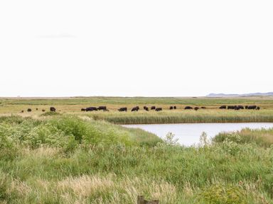 A grassy field with a pond and grazing animals at Forge House in Cley Next The Sea