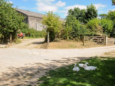 A rural scene with a dirt road trees bushes a closed wooden gate a tractor and three white ducks on grass at Shepherds Hut Boconnoc near Lostwithiel
