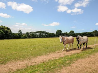 Two horses walking in a grassy field with trees and clouds in the sky at Shepherds Hut Boconnoc near Lostwithiel