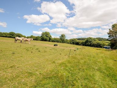 A grassy field with two horses wearing blankets and trees in the background at Shepherds Hut in Boconnoc near Lostwithiel