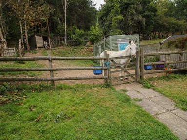 A fenced outdoor area with two donkeys near a wooden shed and green grass at Dragonfly Lodge in Worthen near Minsterley