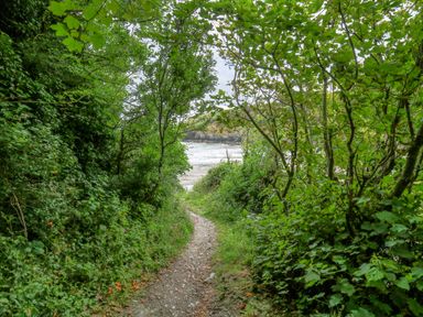 A narrow path through dense green trees leading to a rocky beach at Taibach in Dinas Cross