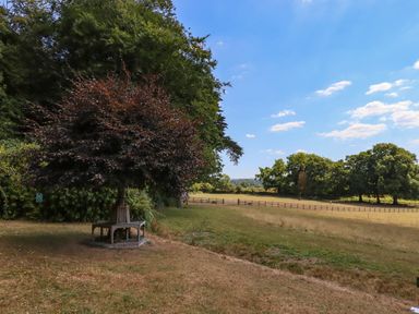 A fenced grassy field with trees and a small tree with a wooden bench around it at Nethercott House in Iddesleigh near Hatherleigh