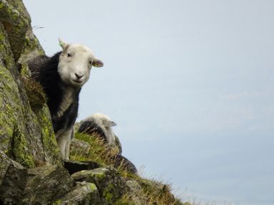 Two sheep standing on rocky terrain with grass against a clear sky