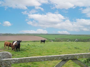 A green farm field with cows behind a wooden fence under a blue sky with clouds at Carvannel Cottages in North Cliffs near Portreath