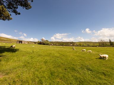 A green field with sheep grazing under a clear blue sky with some clouds at Heatherbrae in Middleton-In-Teesdale