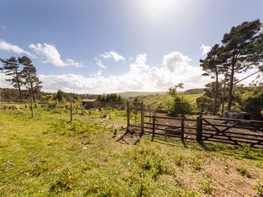 A fenced outdoor area with chickens, trees, grass, and a wooden shed at Heatherbrae in Middleton-In-Teesdale