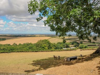 A field with sheep under a tree and rolling countryside in the background at Lillemor in South Tawton near Whiddon Down