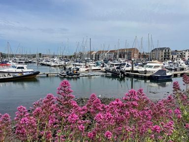 A marina with many docked sailboats and motorboats with pink flowers in the foreground at Brewers Retreat in Weymouth