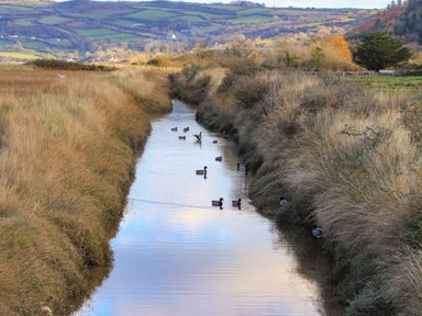 A narrow water stream with ducks swimming and grassy banks with hills in the background