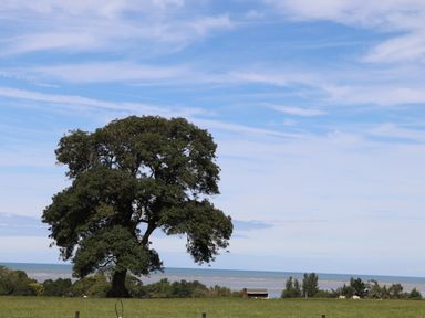 A large tree in a grassy field overlooking the sea with a partly cloudy sky at Frongoch Cottage in Red Wharf Bay near Pentraeth