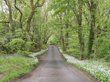 A narrow paved road through a forest with green trees and white flowers on the ground at Rivendell Lodge Roger Ground near Hawkshead