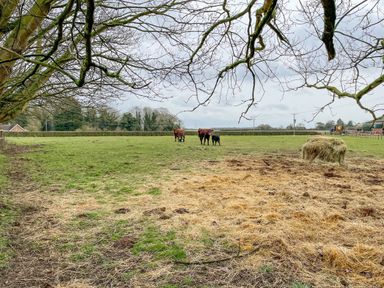 A field with three cows near a hay bale and bare tree branches in Grimston
