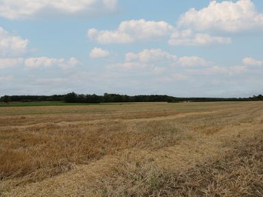A harvested field with trees in the background under a blue sky with clouds at Well Cottage in Grimston