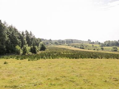 A grassy field with trees on the left and hills with scattered trees and grazing cattle in the distance at Peters Farmhouse in Cookstown