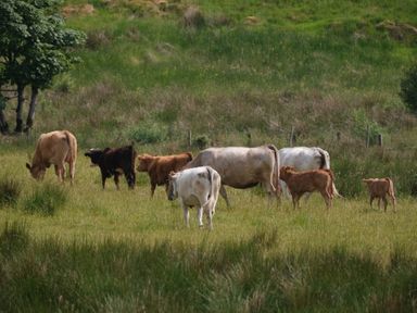 A group of cows and calves grazing in a grassy field with trees in the background at Peters Farmhouse in Cookstown