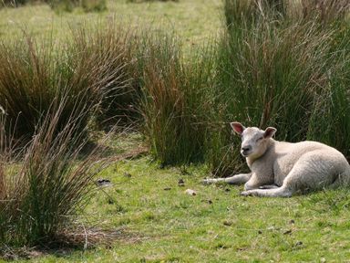 A lamb lying on grass near tall tufts of grass at Peters Farmhouse in Cookstown
