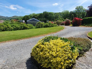 A curved gravel driveway with yellow and green shrubs and a house with trees and hills in the background at Llwynon in Goginan near Aberystwyth